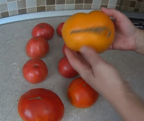 Женские и мужские плоды томатов. На семена выбираем девочек!